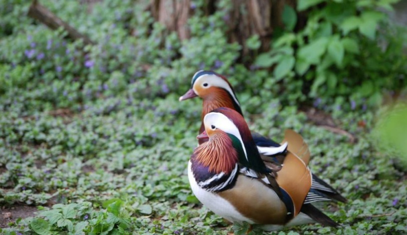 Penzion Eliška Horní Planá